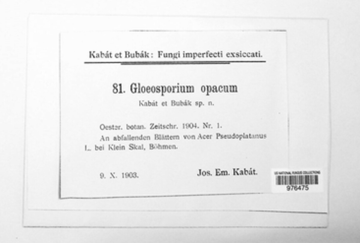 Gloeosporium opacum image